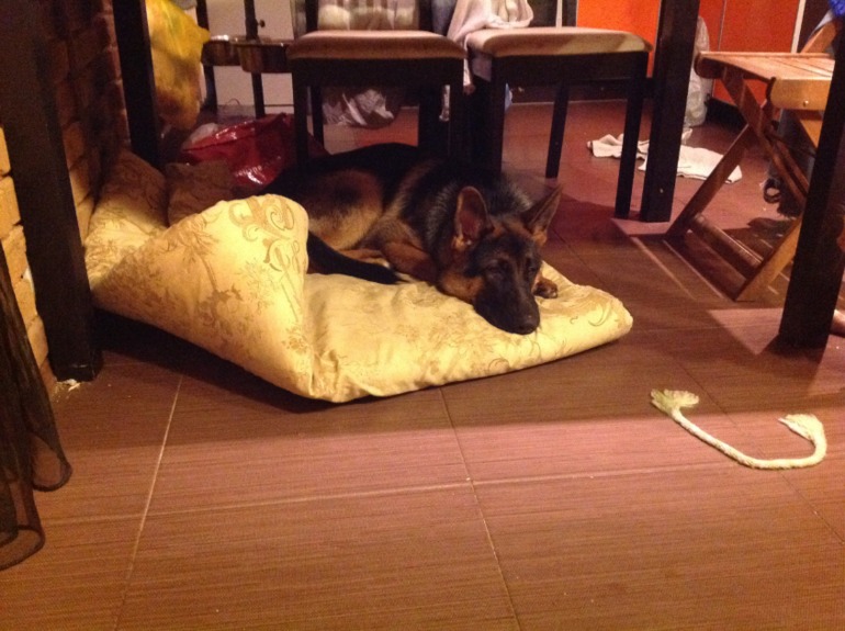 Собакину скоро 7 месяцев)))