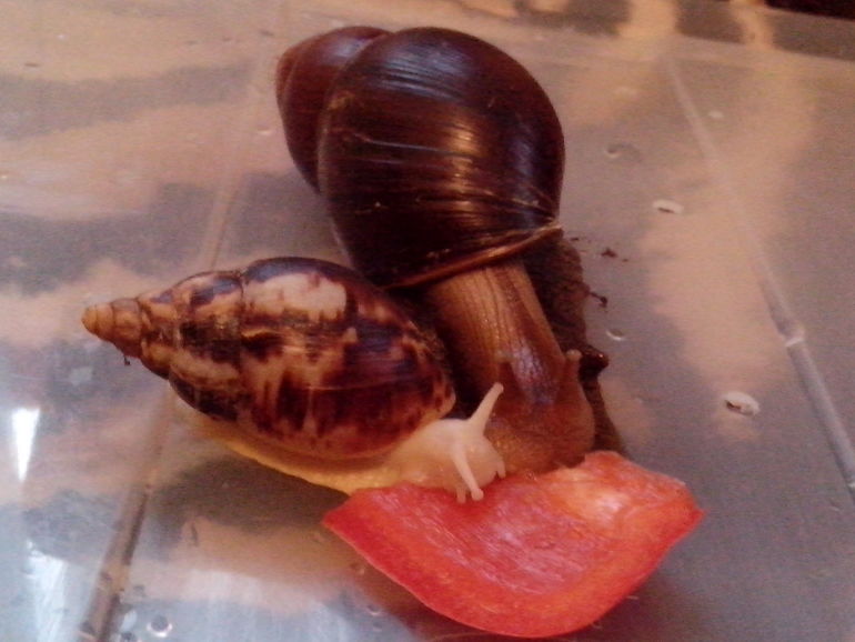 Знакомимся по-тихоньку )