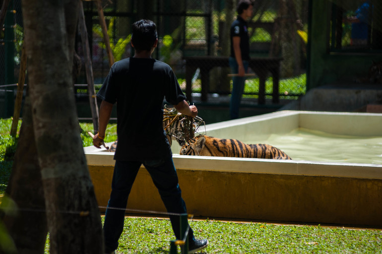Парк Тигров на Пхукете «Tiger Kingdom»