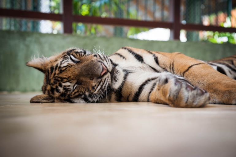 Парк Тигров на Пхукете «Tiger Kingdom»