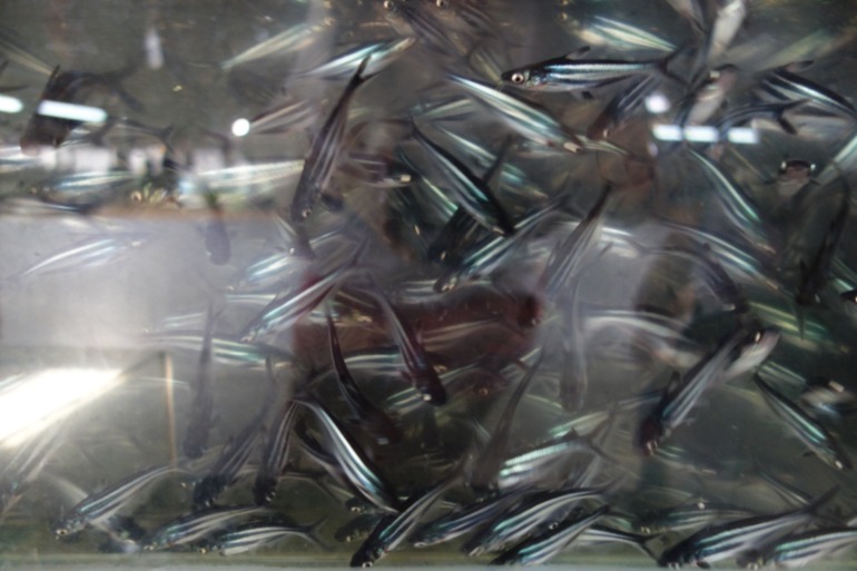 Москва-Бангкок-Пхукет-Самуи-Пхукет-Бангкок-Москва (много фото)