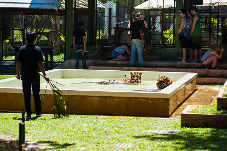 Парк Тигров на Пхукете «Tiger Kingdom»