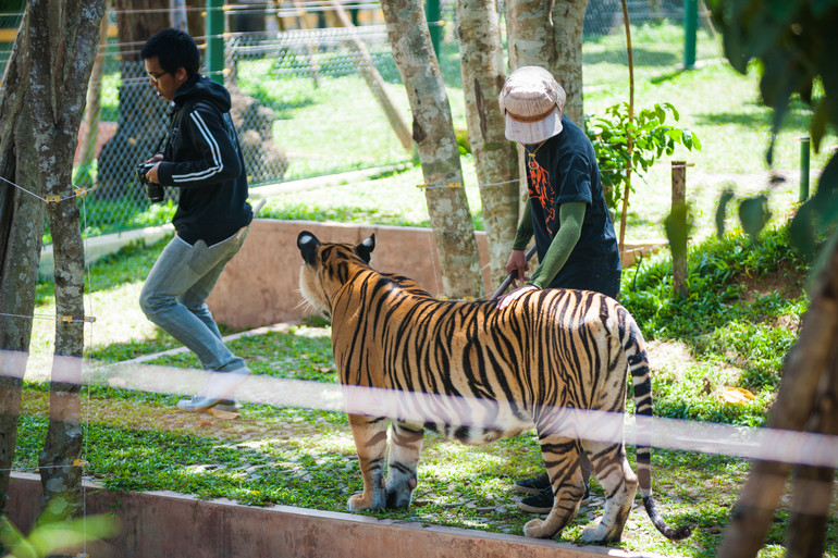 Парк Тигров на Пхукете «Tiger Kingdom»