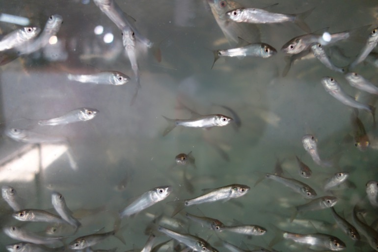 Москва-Бангкок-Пхукет-Самуи-Пхукет-Бангкок-Москва (много фото)