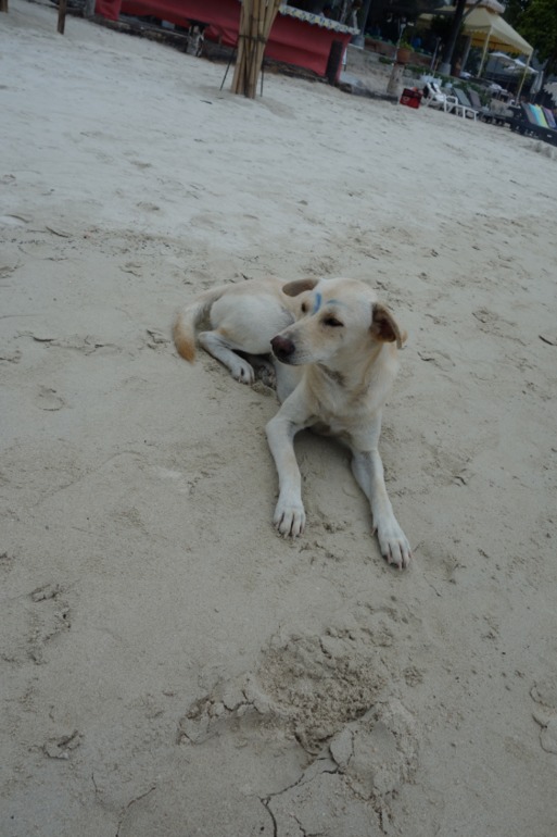 Москва-Бангкок-Пхукет-Самуи-Пхукет-Бангкок-Москва (много фото)