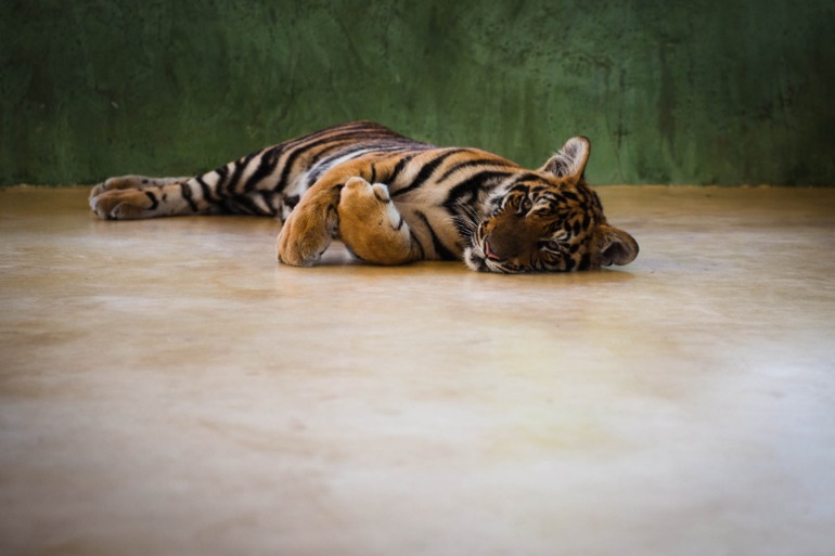 Парк Тигров на Пхукете «Tiger Kingdom»