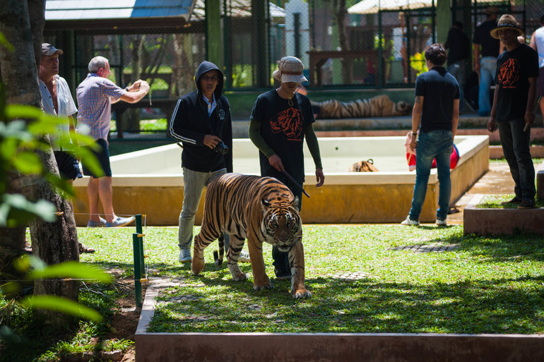 Парк Тигров на Пхукете «Tiger Kingdom»