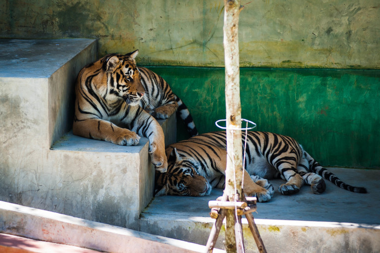 Парк Тигров на Пхукете «Tiger Kingdom»