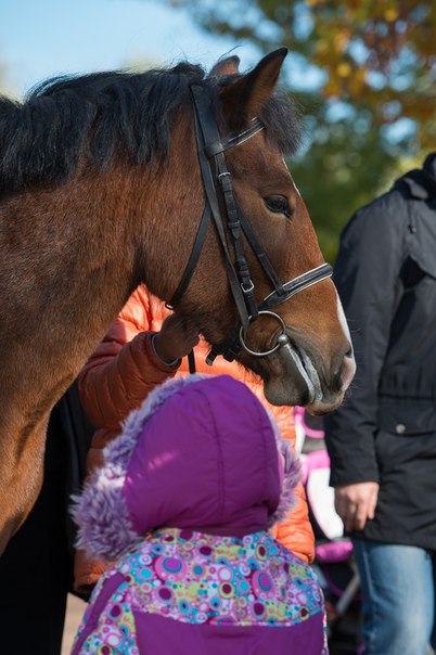 Конная фотопрогулка на условиях TFP