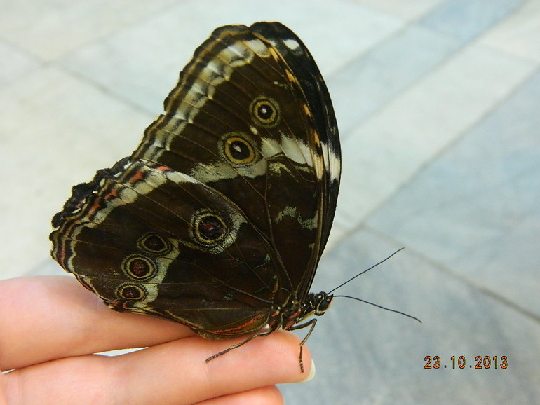 ТН "Бабочки" 2г2мес