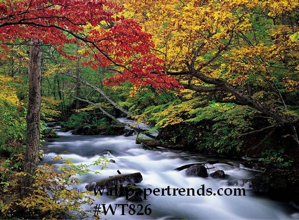 Фото обои  и цены.