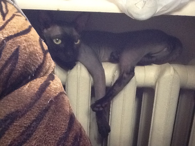 ищем лысого!