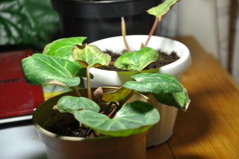 Цикламены - что с ними?