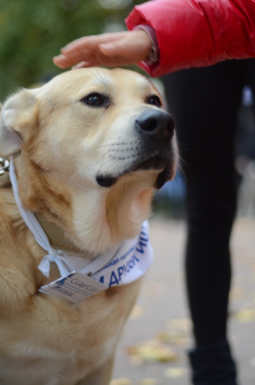 Выставка-ярмарка брошенных животных в парке им.Горького