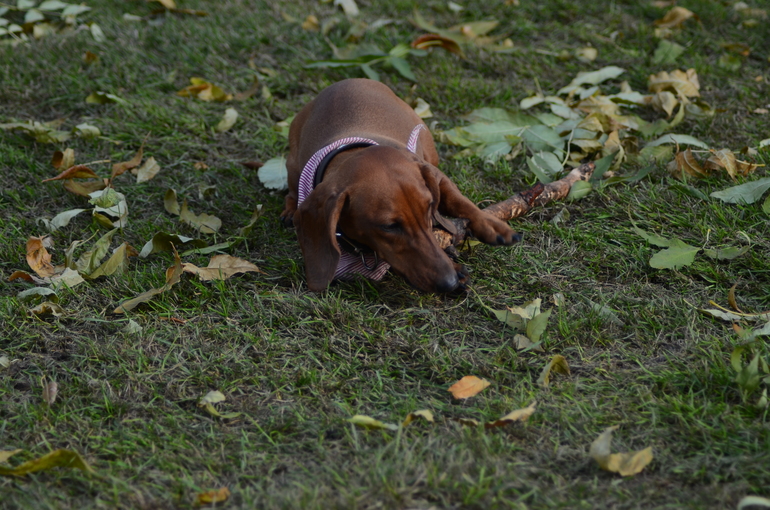 Осень. Прогулка. Сад им.Баумана
