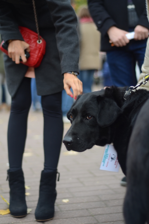 Выставка-ярмарка брошенных животных в парке им.Горького