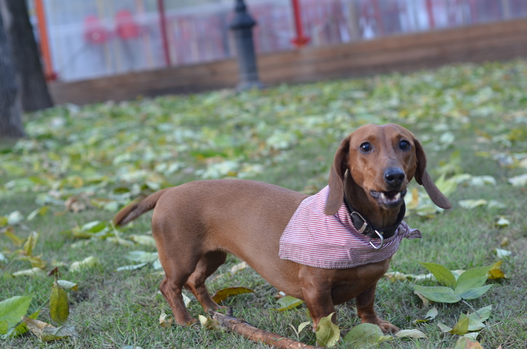 Осень. Прогулка. Сад им.Баумана