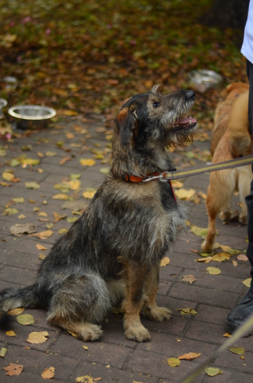 Выставка-ярмарка брошенных животных в парке им.Горького