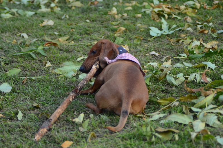 Осень. Прогулка. Сад им.Баумана
