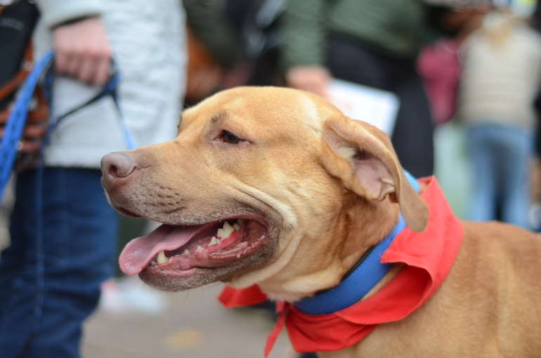 Выставка-ярмарка брошенных животных в парке им.Горького