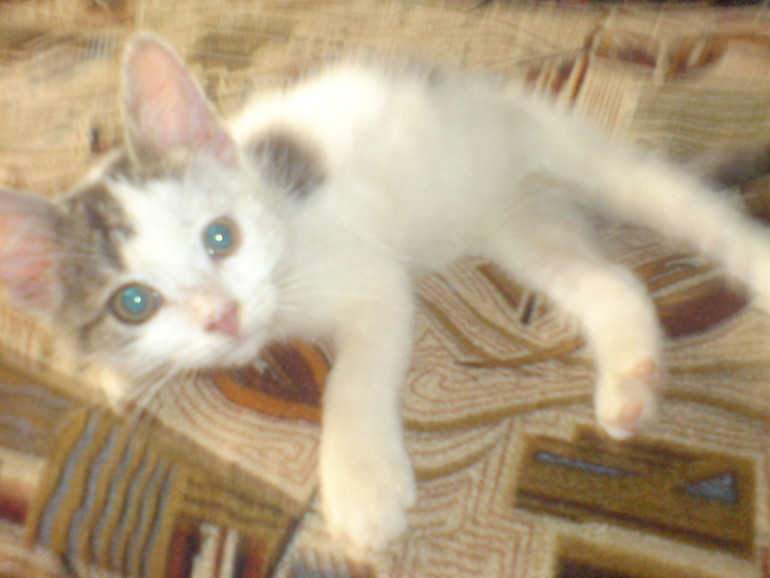 Дайте мне пинка!