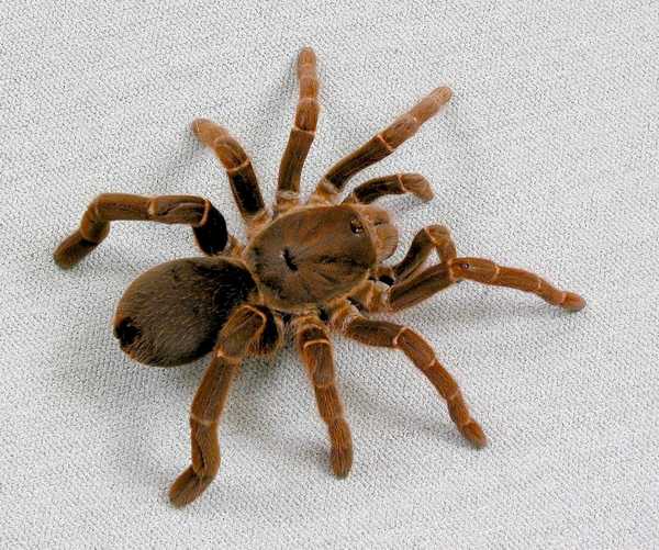 Паук. Окружающий мир.