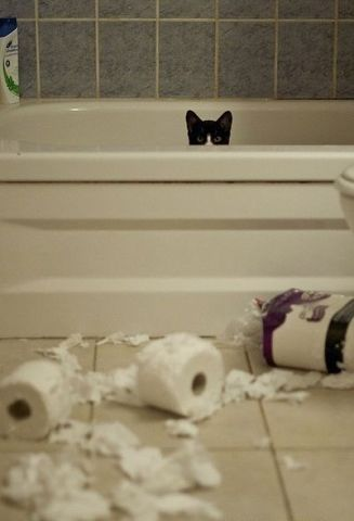 Мяу, гав и многое-многое другое:)