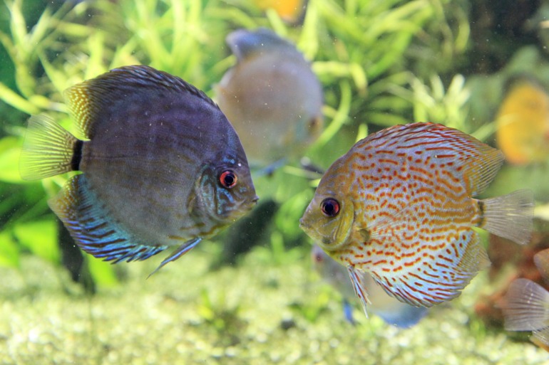 Океанариум в Москве