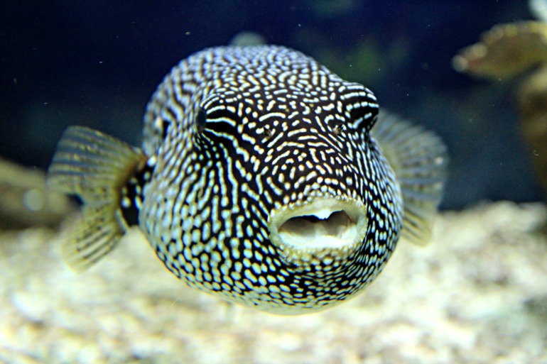 Океанариум в Москве