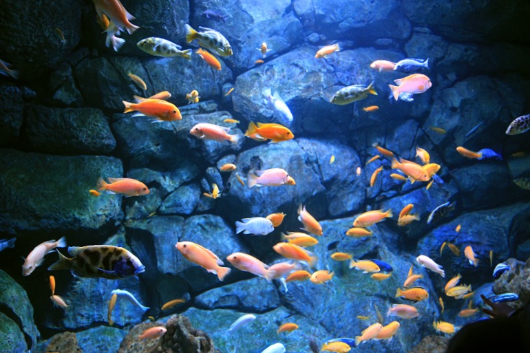 Океанариум в Москве