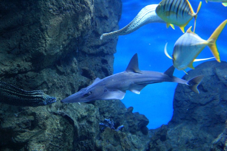 Океанариум в Москве