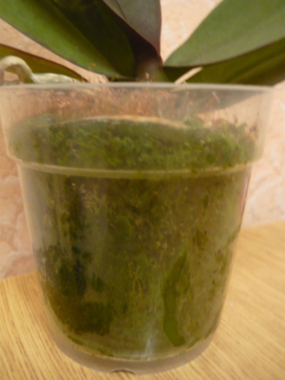 Что делать? подскажите