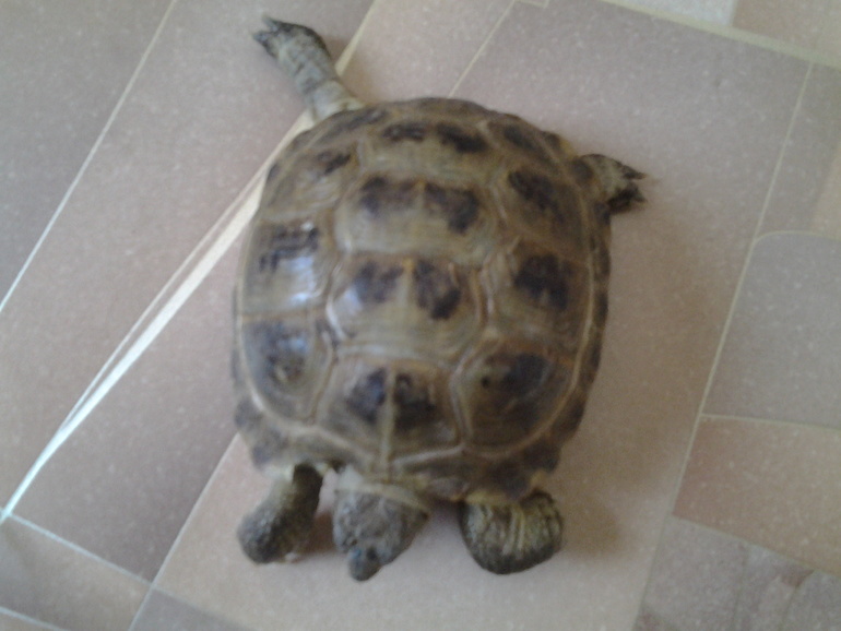 У нас пополнение в семье!Знакомьтесь это Дима!