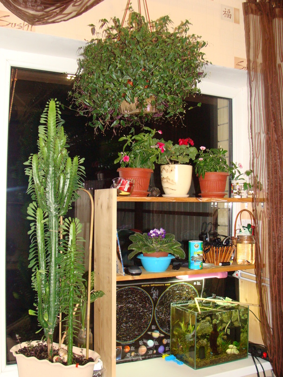 На улице осень, а у нас в квартире ВЕСНА!:)