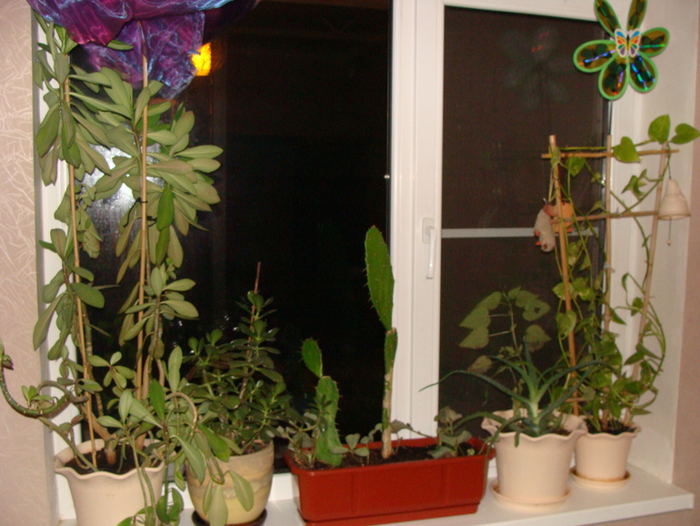 На улице осень, а у нас в квартире ВЕСНА!:)