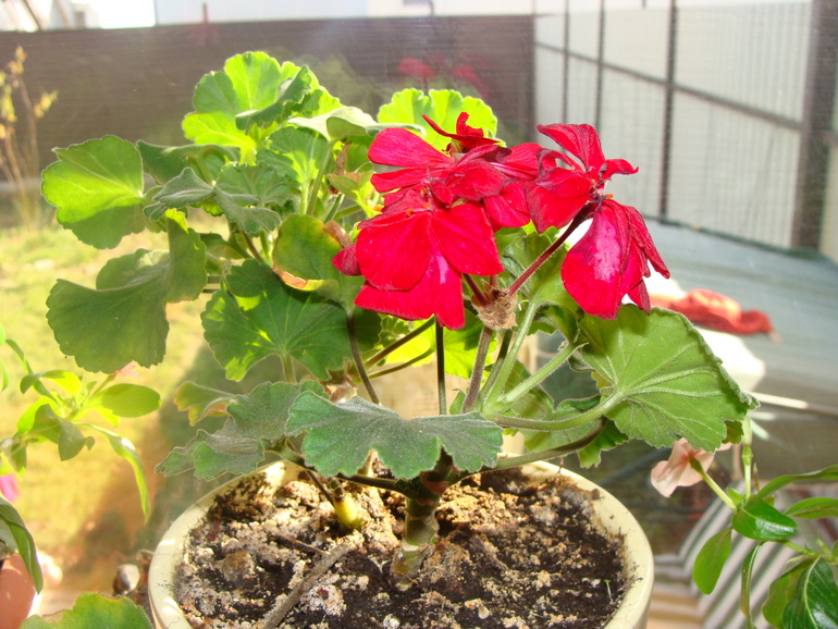 На улице осень, а у нас в квартире ВЕСНА!:)