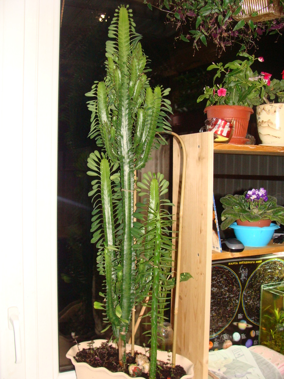 На улице осень, а у нас в квартире ВЕСНА!:)