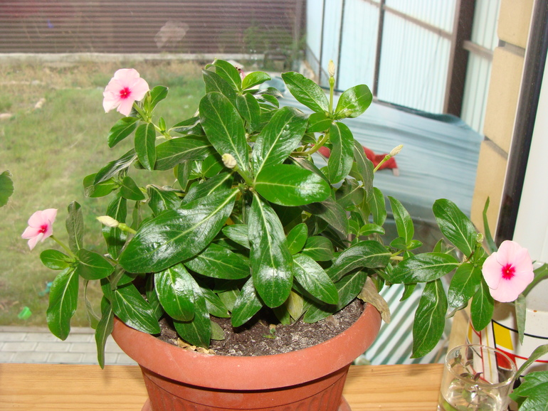 На улице осень, а у нас в квартире ВЕСНА!:)