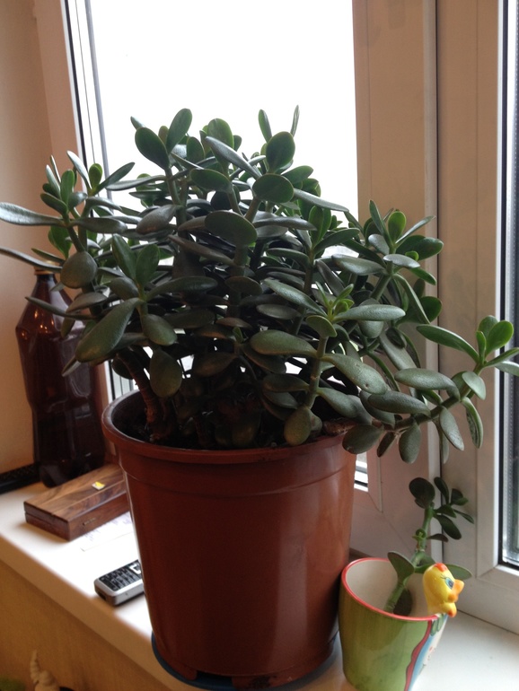 И я покажу свои цветики)))