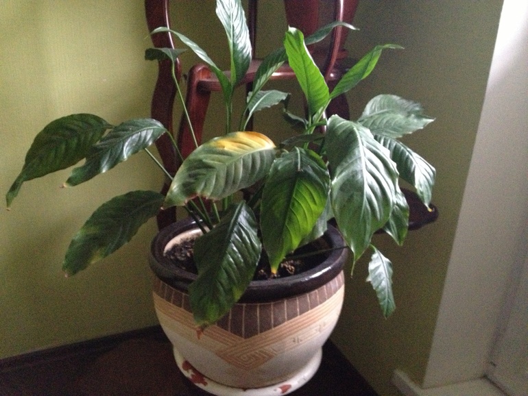 Женское счастье