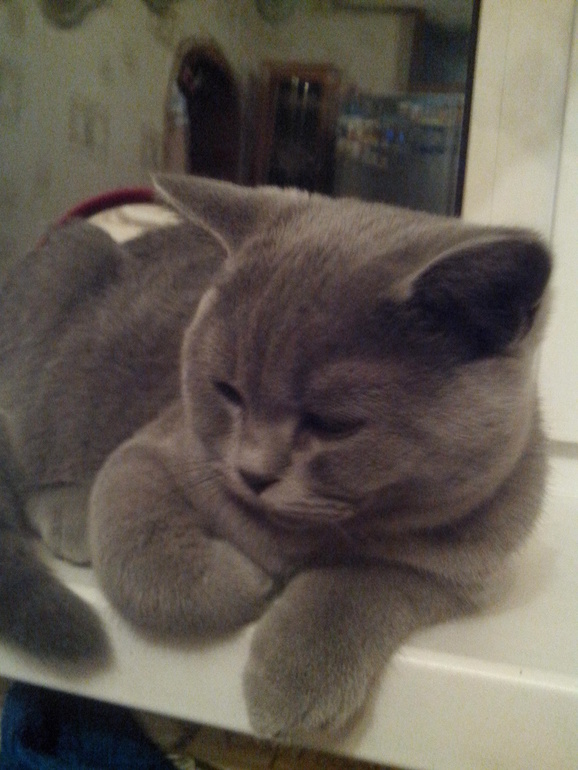 Мой котейка!!!!!