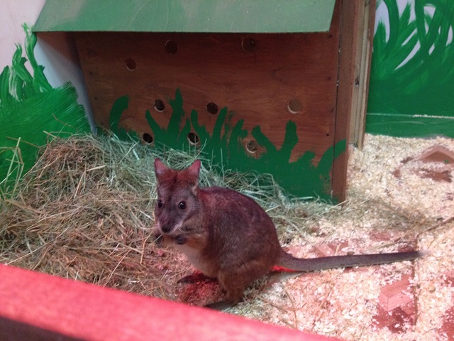 Контактный зоопарк 