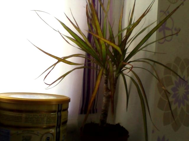 Что с моей драценой?