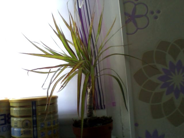 Что с моей драценой?