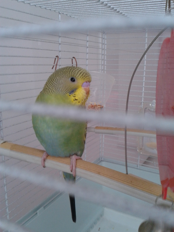 Купила попугайчика. Только есть сомнение, а мальчик ли он??