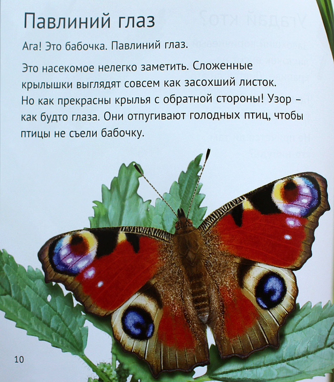 Рассказ первые бабочки 2 класс окружающий. Стих про бабочку для детей. Рассказ о бабочке. Павлиний глаз (бабочка).