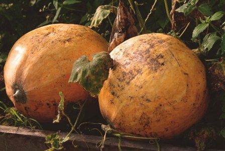 Заливное из листьев и прочая осень...