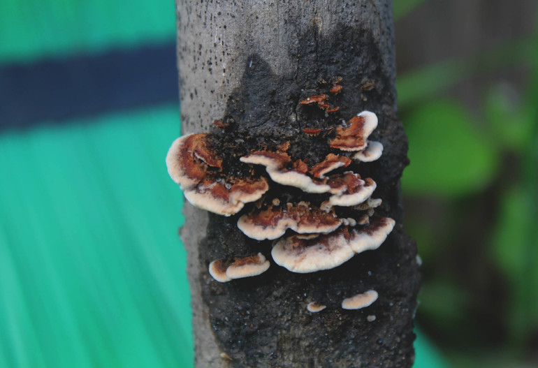 Заливное из листьев и прочая осень...