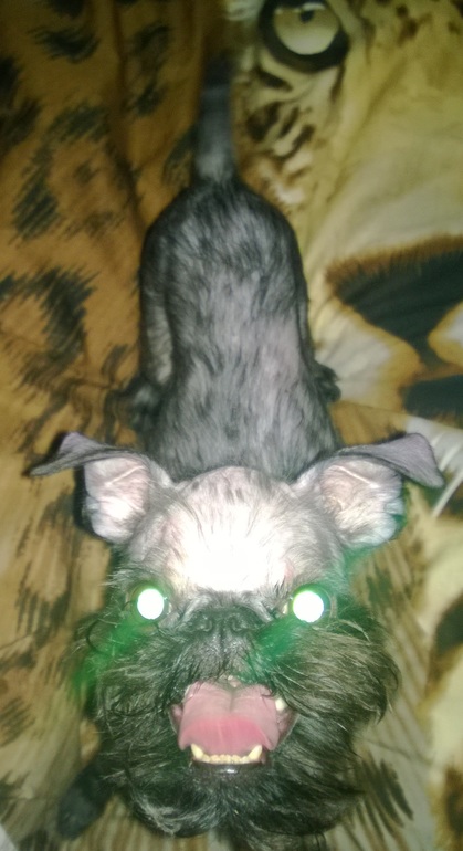 Триминг Грифона