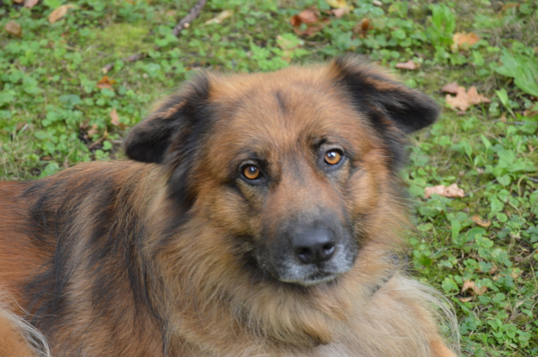 Братья меньшие